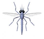 マラリアを媒介する蚊のイラスト