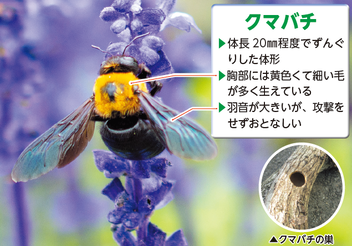 クマバチ