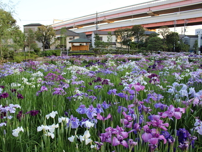 堀切菖蒲園の写真