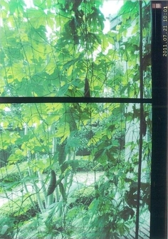 室内から緑のカーテンを撮影した写真