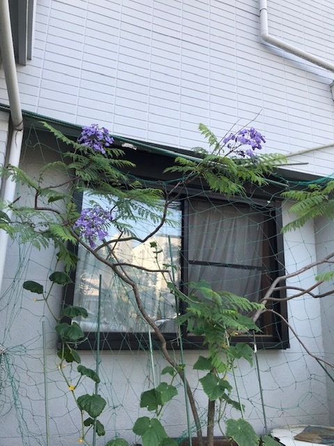 ジャカランダ