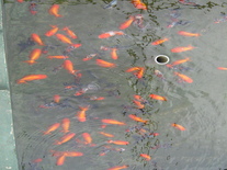展示池の金魚の写真