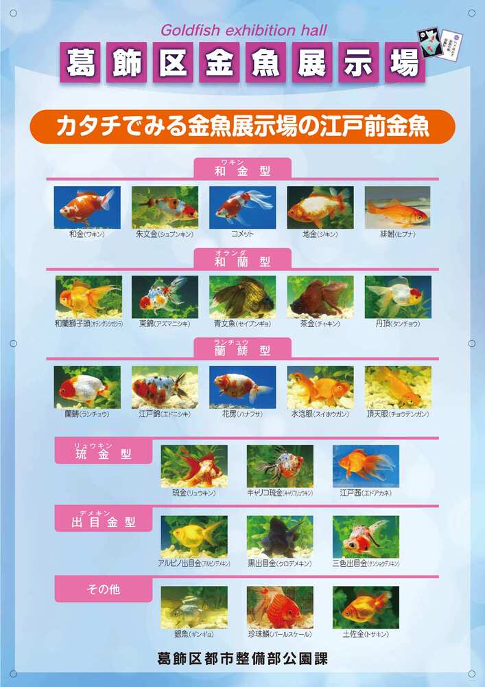 飼育・展示金魚一覧
