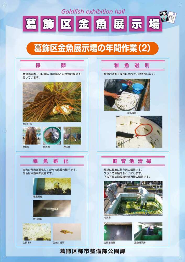 年間作業 採卵等