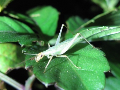 カンタンの写真