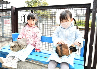 上千葉砂原公園でモルモットと触れ合う女の子