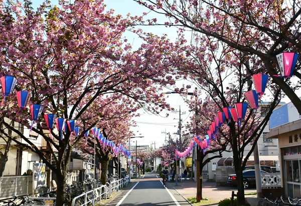 かわばたコミュニティ通りの桜