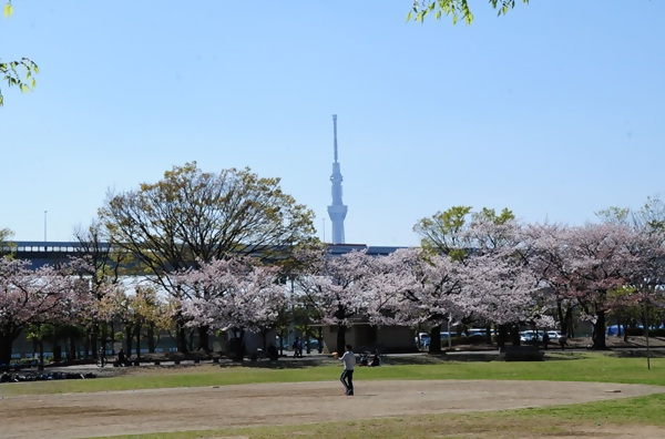 新小岩公園の桜