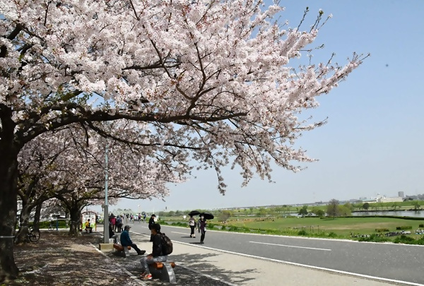 柴又公園の桜