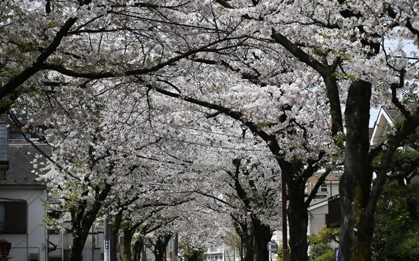さくらみちの桜の写真