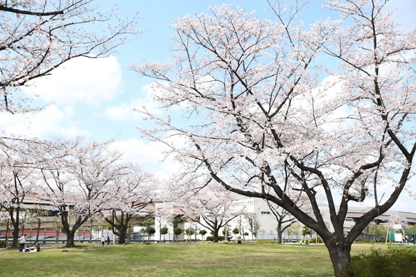 小菅東スポーツ公園の桜