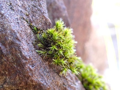 ケギボウシゴケ