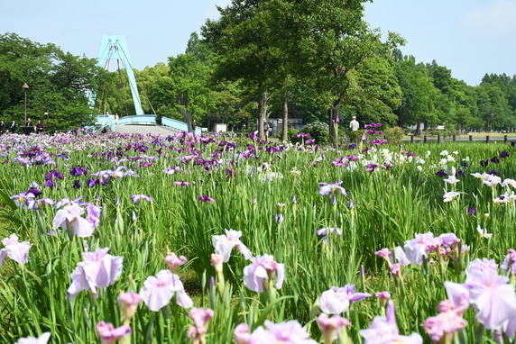 水元公園の菖蒲の写真