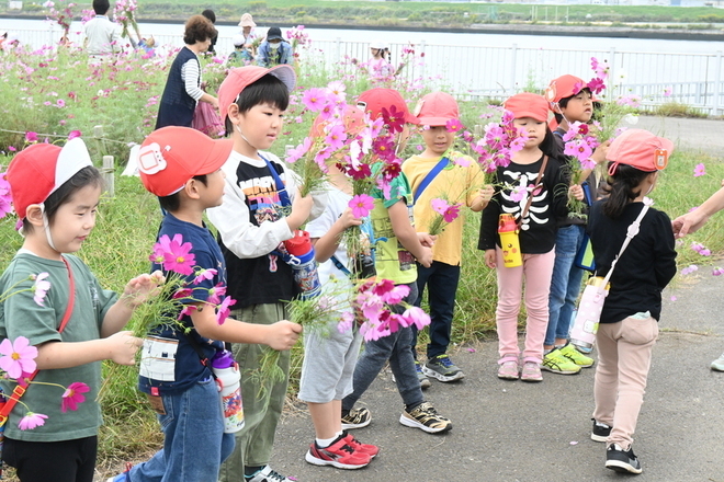 コスモスの花摘みの写真