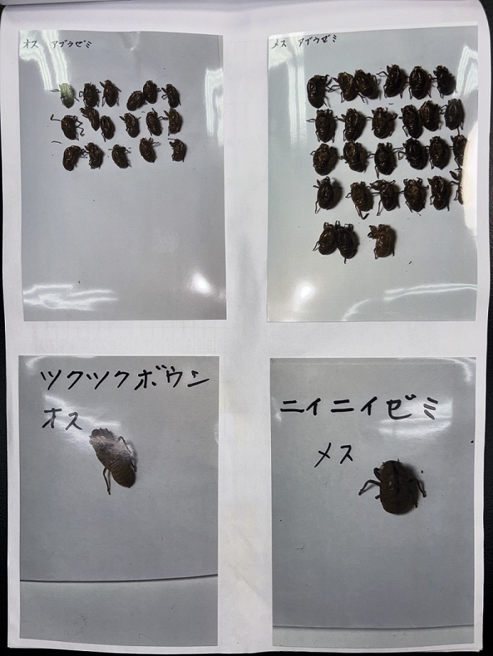 中学校の部 東京理科大学学長賞