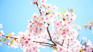 水元公園の桜