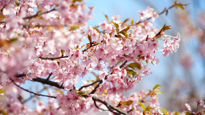 水元公園の桜