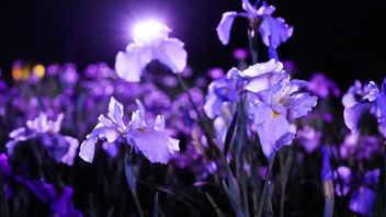 葛飾菖蒲まつりの写真